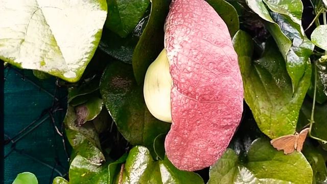 #Shemasundar #Aristolochiagrandiflora | Duck flower | Swan flower | Pelican flower | Dutchman's pip смотреть онлайн