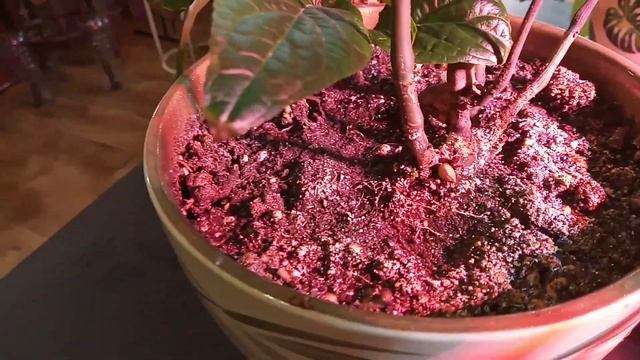 Борьба с белой плесенью смотреть онлайн