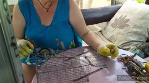 ?Стресс для Кур!//Как Поймать Крысу,Ласку,Хорька?!//Крысы в Курятнике//Купили Дом на Юге.