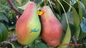 Груша плодовая Яковлевская (iakovlevskaia) ? обзор: как сажать, саженцы груши Яковлевская