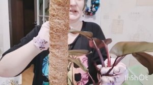 Пересаживаем Филодендрон Pink Princess с мха в грунт