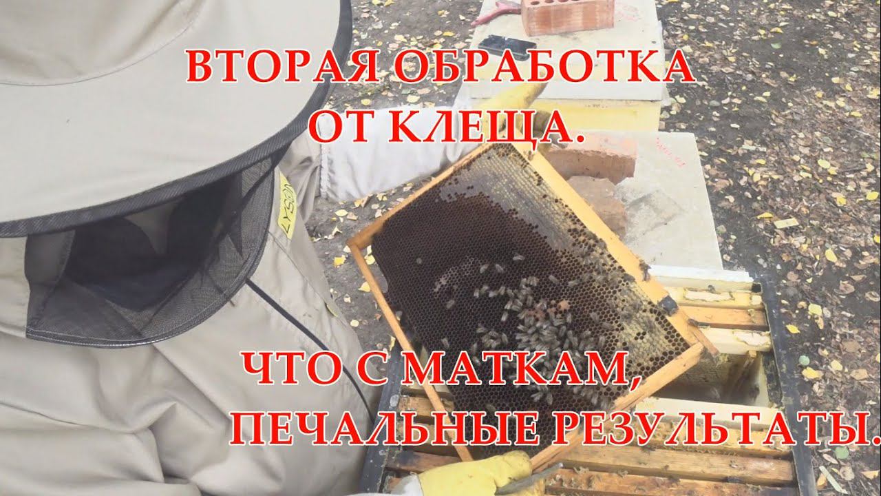 ВТОРАЯ ОБРАБОТКА ОТ КЛЕЩА,ЧТО С МАТКАМ,ПЕЧАЛЬНЫЕ РЕЗУЛЬТАТЫ смотреть онлайн