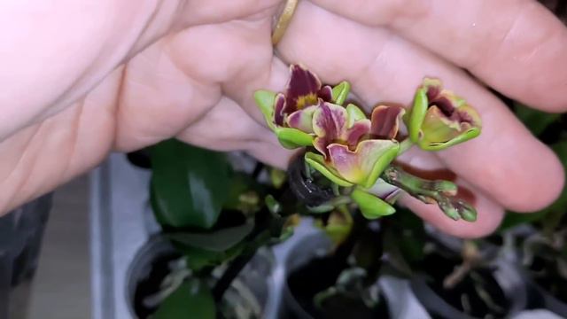 ЦВЕТОЧНЫЙ РЫНОК--ЗАМЕЧАТЕЛЬНЫЙ ЗАВОЗ ОРХИДЕЙ смотреть онлайн