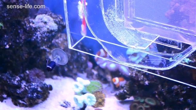 Световая ловушка для ловли личинок рыб и креветок в аквариуме. DIY Larvae Trap смотреть онлайн