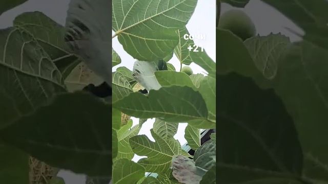 Инжир/Сочи/Деревня/Урожай/Осень/ #сад #осень #figs #урожайинжира #сочи #деревня #village #harvest смотреть онлайн