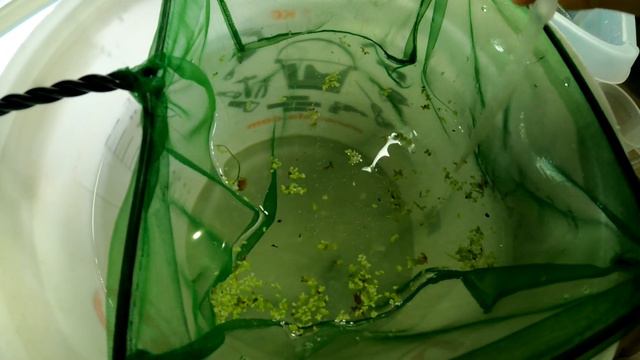 How to Improve Baby Shrimp Survival in a Mixed Tank: Endlers and Neocaridina Shrimp Breeding смотреть онлайн
