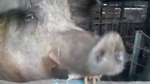 Дюрок 400кг перед кастрацией. Клетка для кастрации свиней.