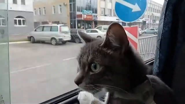 Нора в Горно-Алтайске смотреть онлайн