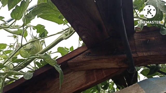 Сибирь. Обзор и дегустация томата Бест Бестос. смотреть онлайн