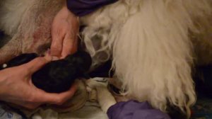 РОДЫ ЩНЕКОВ КОРОЛЕВСКОГО ПУДЕЛЯ часть 3