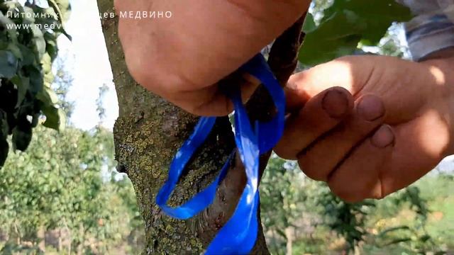 Ведем прививку дальше: фиксация черенков и повторная перемотка изоленты смотреть онлайн
