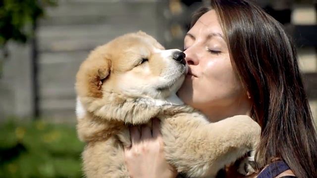 Недостатки породы Алабаи, о которых не расскажут в питомнике смотреть онлайн