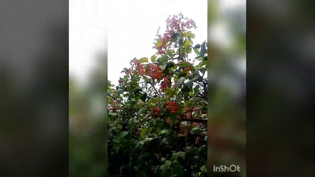 25 июля /Первая поездка на дачу смотреть онлайн