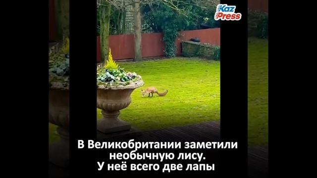 Необычная лиса двумя лапами #лиса #необычныеживотные #animals #shorts#reaction#shorts #wolf #best смотреть онлайн
