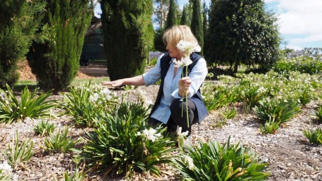 White Agapanthus Varieties available at Littlewood Agapanthus Farm, Adelaide South Australia смотреть онлайн