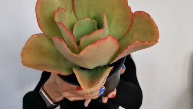 🍀 Oreja de Burro 🐴 *E. Gibbiflora Gigantea* смотреть онлайн