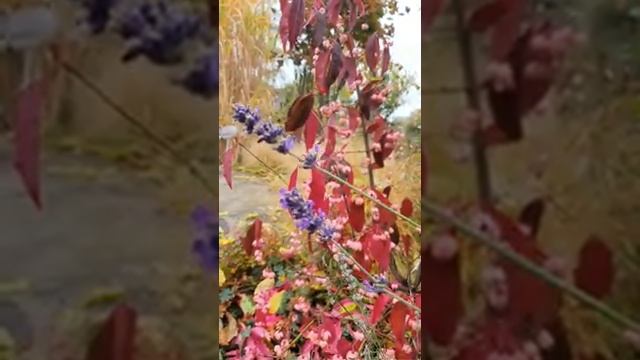 ЛАВАНДА УЗКОЛИСТНАЯ #лаванда #сорталаванды #купитьлаванду #лавандазимостойкая смотреть онлайн