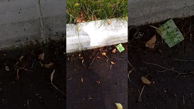 Как Ползет змея уж смотреть онлайн