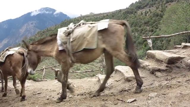 Караван ослов смотреть онлайн