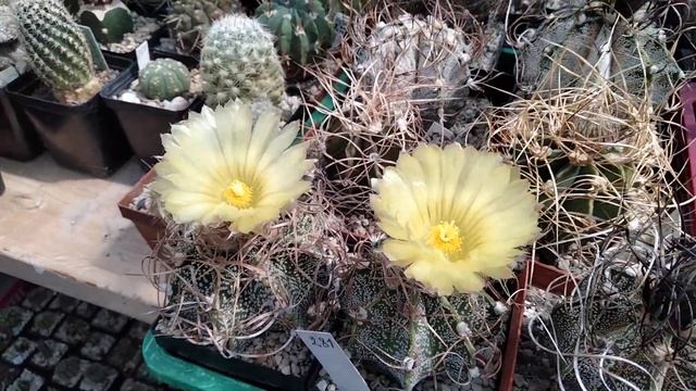 Астрофитумы - любимые кактусы.Цветение .Опыление.Kakteen.Astrophytum Red.