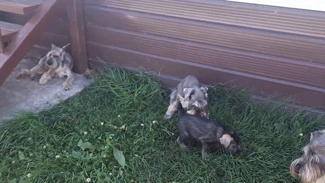 Щенки шнауцера, питомник Экселлент Стайл смотреть онлайн