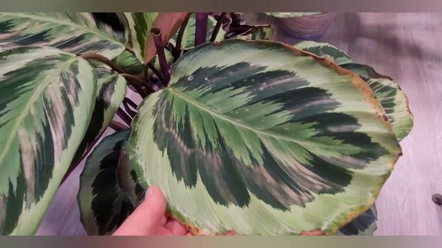 Калатея розеопикта Марион, Calathea Marion смотреть онлайн