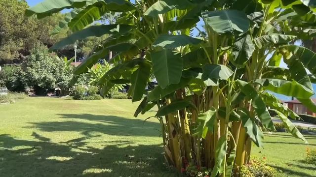 Пролезла в дырку в заборе чтобы полюбоваться Гранатами, Лимонами и Апельсинами.Турция Сиде смотреть онлайн