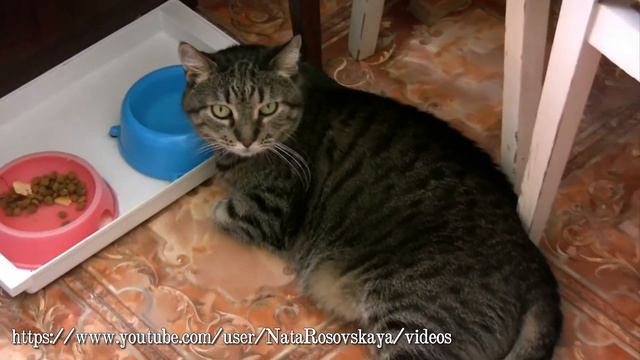 ПЕЛЬМЕНЬ. ИГРА. КТО КОГО ПЕРЕСМОТРИТ. ЧАСТЬ 2 (Cat) смотреть онлайн