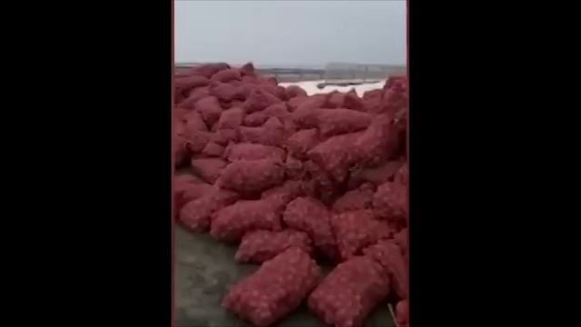 В Приморье фермер выбросил из фуры 27 тонн картофеля.Почему овощ для населения оказались на обочине? смотреть онлайн