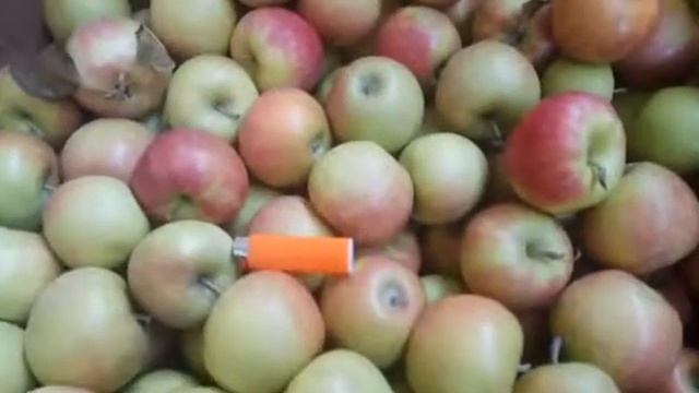 Яблоки разных сортов Крым смотреть онлайн