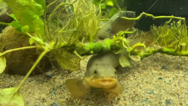 Полиптерус сенегальский (polypterus Senegal) смотреть онлайн