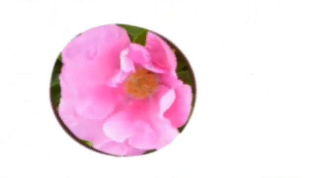 Юрий Лорес. ШИПОВНИК смотреть онлайн