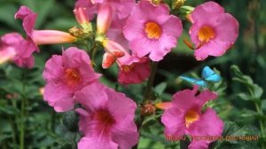 Инкарвиллея обыкновенная Делавея ? Делавея обзор: как сажать, луковицы инкарвиллеи Делавея