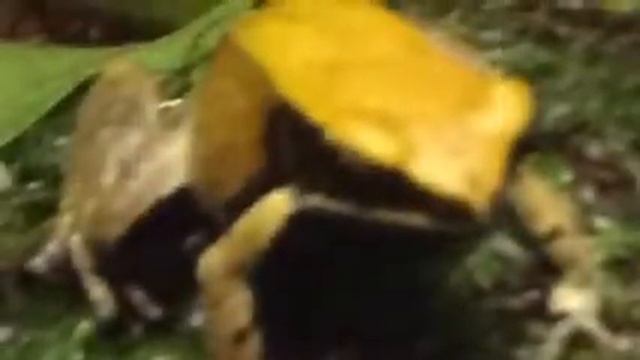 San Francisco California Academy Of Sciences montage. смотреть онлайн