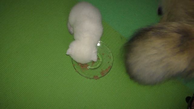 Первый пошел! Первый котенок начал кушать сам смотреть онлайн