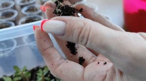 ? АДЕНИУМЫ ? Пересадка 3-х месячных сеянцев ?#адениум #bonsai #adenium