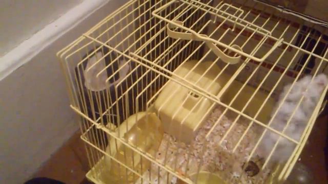 Хомяк-акробат смотреть онлайн