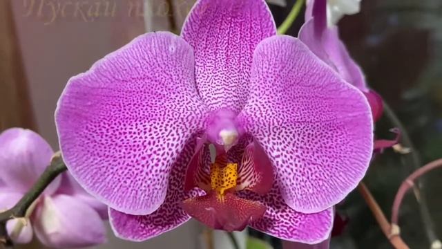 Дорогая МАМА Любимая БАБУШКА! С ДНЁМ РОЖДЕНИЯ! Красивое Поздравление Шикарная Музыка ??? смотреть онлайн