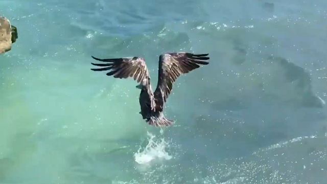 Гольф, птицы, качели, океан. Доминикана смотреть онлайн