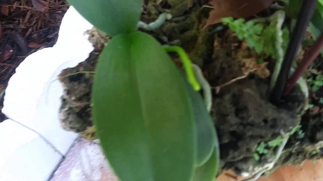 Orquídea Phalaenopsis Sembrada en la roca Tambien con Nueva Varita Floral😍.. смотреть онлайн