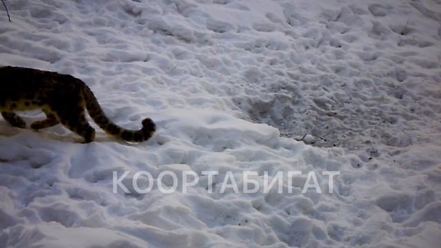 Снежный барс попал в объектив фотоловушек в охотничьем хозяйстве . смотреть онлайн