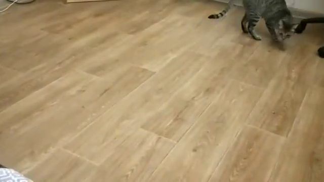 Кошка приносит игрушку как собачка! 😀😂 смотреть онлайн