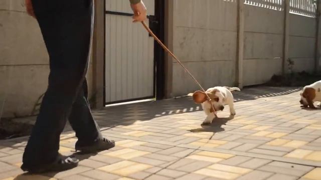 Funny bassets) 11 weeks age смотреть онлайн