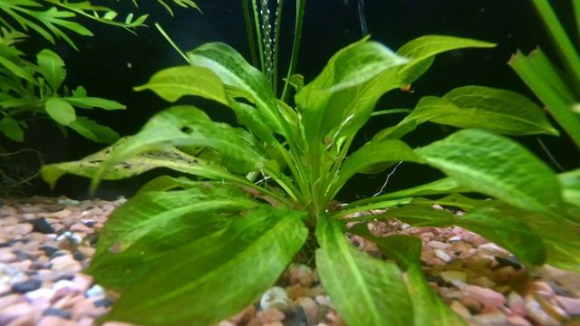 Plants Info | Эхинодорус Тропика (Echinodorus parviflorus "tropica") смотреть онлайн