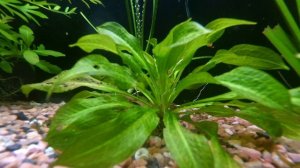Plants Info | Эхинодорус Тропика (Echinodorus parviflorus "tropica")