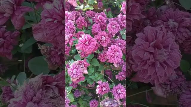 Клематис Пурпуреа Плена Элеганс. Люблю смотреть онлайн