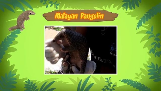 Malayan Pangolin - Leo The Wildlife Ranger Animal Diaries | Animal Facts for Kids смотреть онлайн