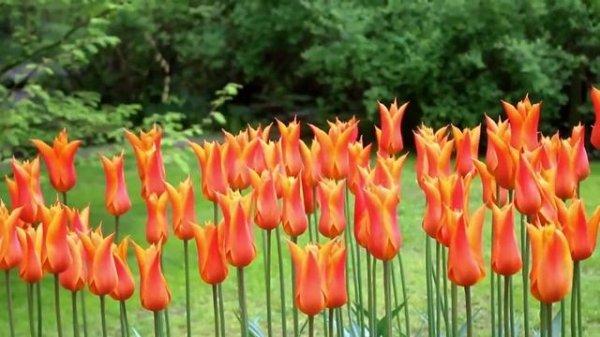 The World's Biggest Flower Garden in Amsterdam - Keukenhof Gardens