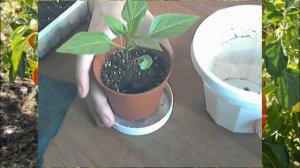 Выращивание сладкого перца на окне, сорт Лисичка - часть 1