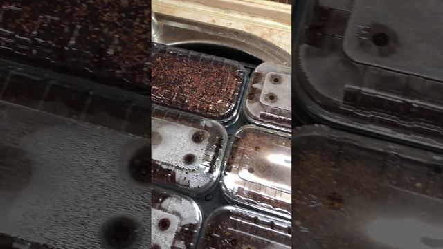 2000 р в день за 10 минут